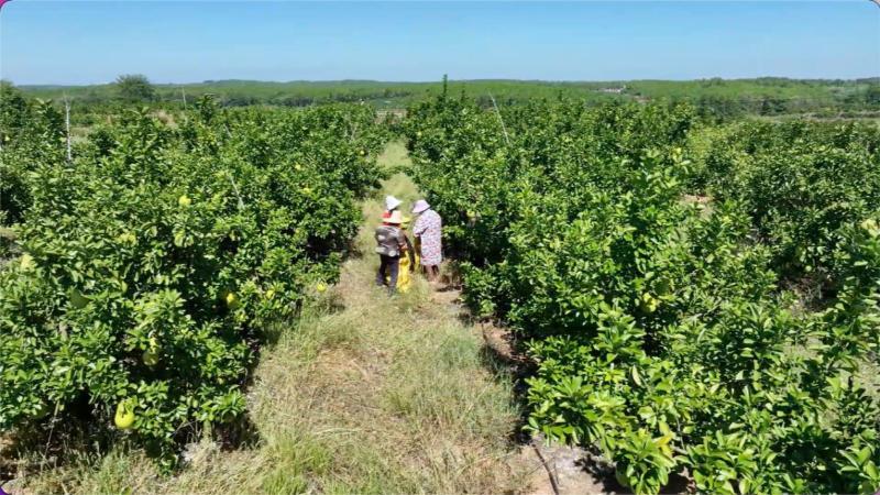 江西泰和:井冈蜜柚成熟上市 自动化分拣助力高效产销 江西泰和:井冈蜜柚成熟上市 自动化分拣助力高效产销