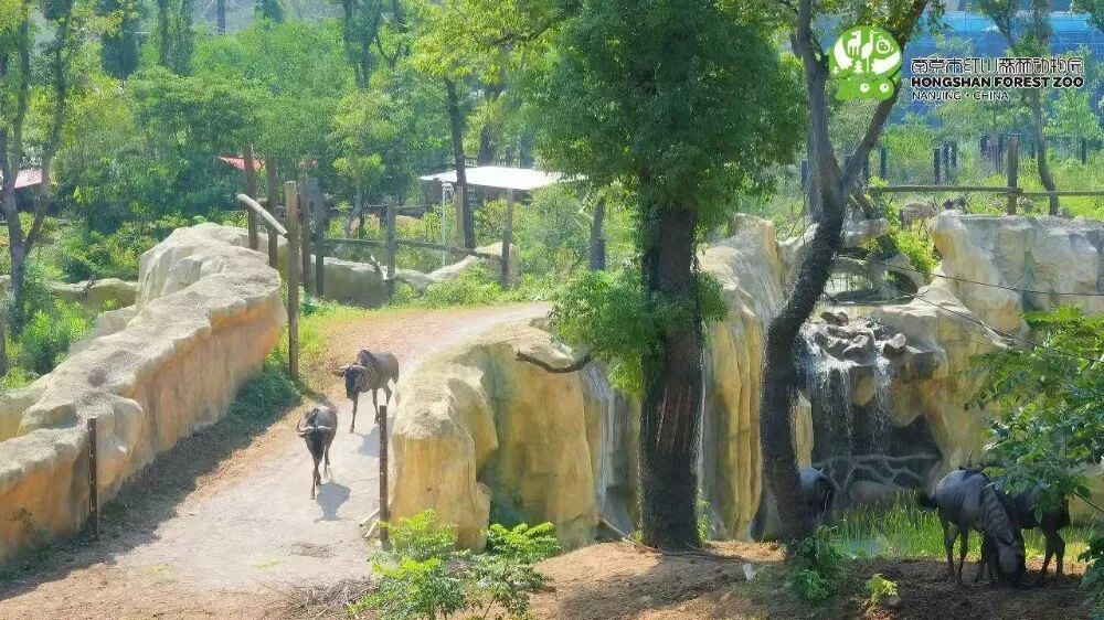 南京红山动物园将执行新票价