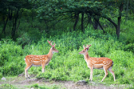 杭州公布新一轮全域陆生野生动物资源本底调查成果 杭州公布新一轮全域陆生野生动物资源本底调查成果