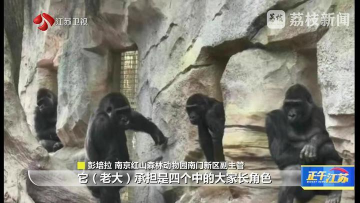 南京红山森林动物园南门新区10月18日开放