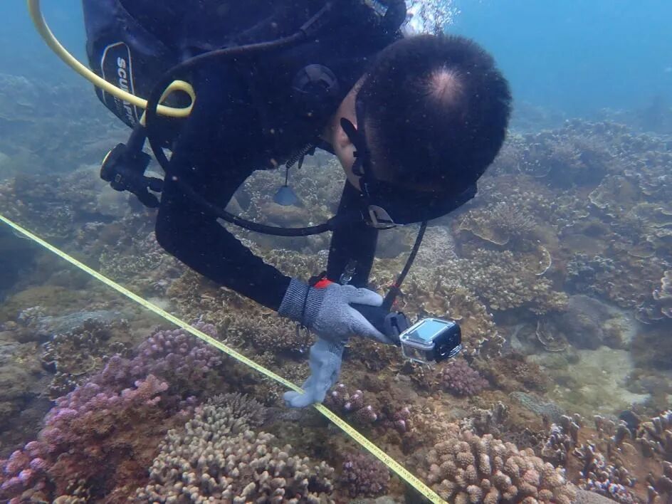 首次观测到!大型珍稀濒危动物鲸鲨现身南海近岸珊瑚礁区 首次观测到!大型珍稀濒危动物鲸鲨现身南海近岸珊瑚礁区