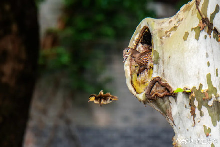 杭州公布新一轮全域陆生野生动物资源本底调查成果 杭州公布新一轮全域陆生野生动物资源本底调查成果