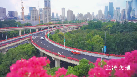 申城高架变身红色花海!四万余盆“三角梅”正进入最佳观赏期 申城高架变身红色花海!四万余盆“三角梅”正进入最佳观赏期