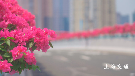 申城高架变身红色花海!四万余盆“三角梅”正进入最佳观赏期 申城高架变身红色花海!四万余盆“三角梅”正进入最佳观赏期