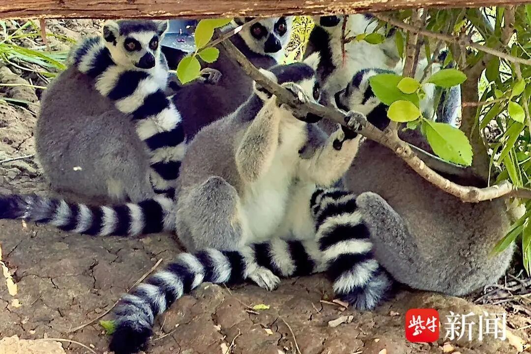 红山动物园南门新区10月18日正式对外开放！门票执行新价70元/人