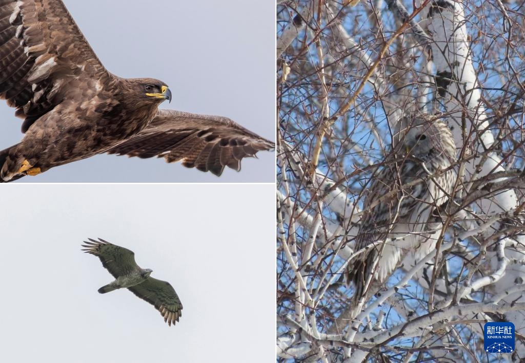 图片故事丨额尔古纳湿地的追鸟人 图片故事丨额尔古纳湿地的追鸟人