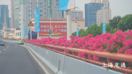 申城高架变身红色花海!四万余盆“三角梅”正进入最佳观赏期 申城高架变身红色花海!四万余盆“三角梅”正进入最佳观赏期