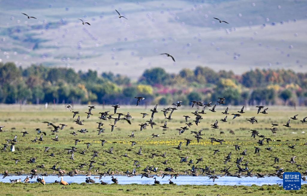 图片故事丨额尔古纳湿地的追鸟人 图片故事丨额尔古纳湿地的追鸟人