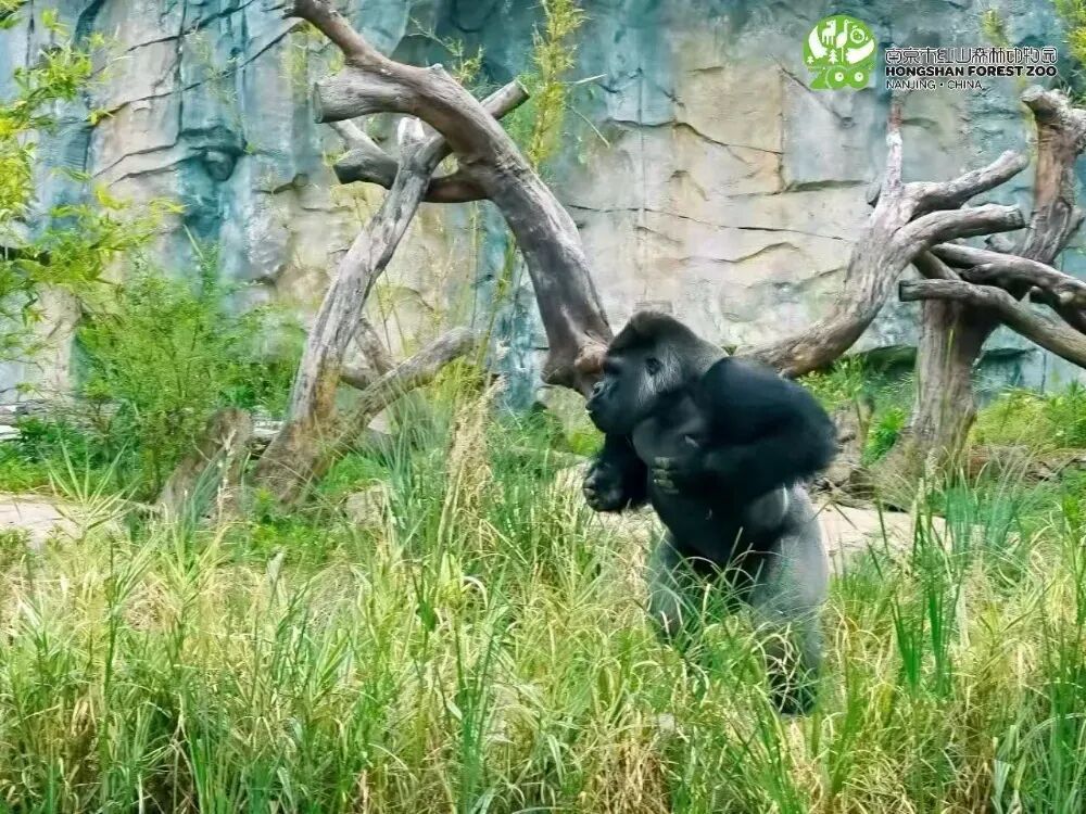 南京红山动物园将执行新票价