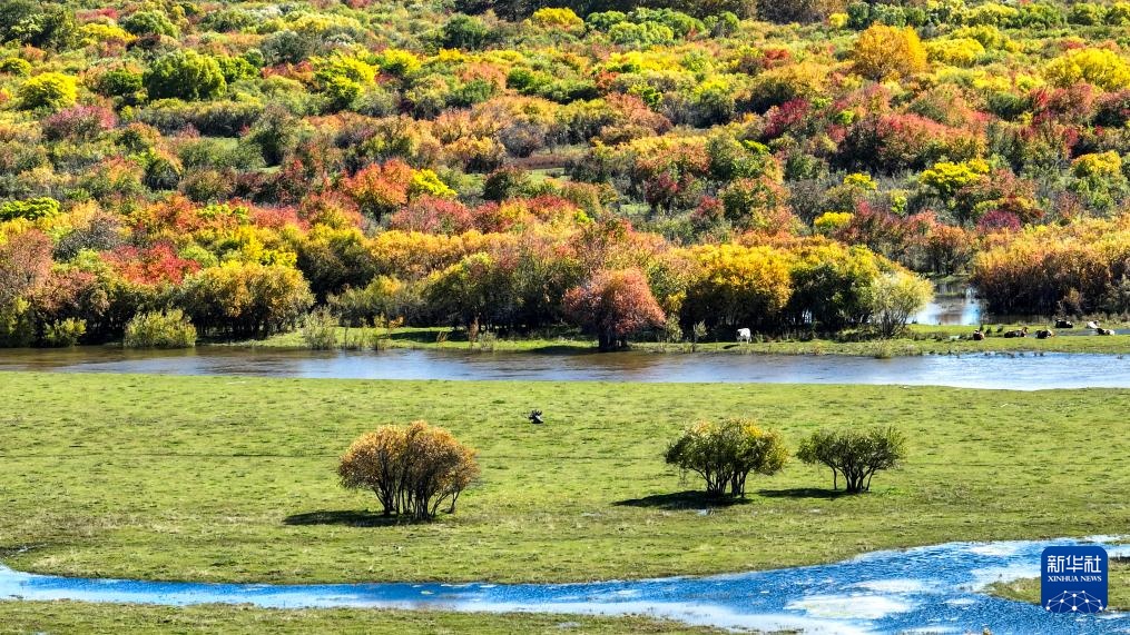 图片故事丨额尔古纳湿地的追鸟人 图片故事丨额尔古纳湿地的追鸟人
