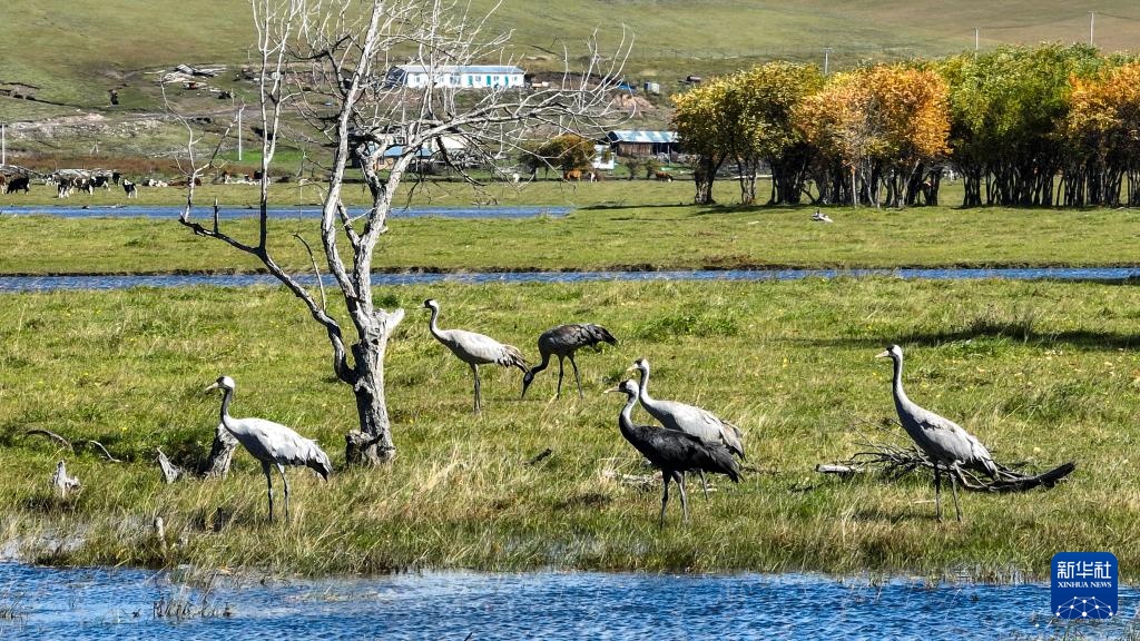 图片故事丨额尔古纳湿地的追鸟人 图片故事丨额尔古纳湿地的追鸟人