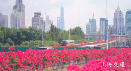 申城高架变身红色花海!四万余盆“三角梅”正进入最佳观赏期 申城高架变身红色花海!四万余盆“三角梅”正进入最佳观赏期