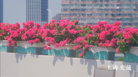 申城高架变身红色花海!四万余盆“三角梅”正进入最佳观赏期 申城高架变身红色花海!四万余盆“三角梅”正进入最佳观赏期
