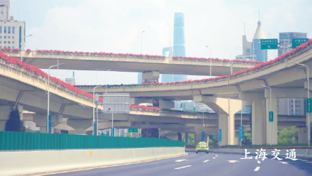 申城高架变身红色花海!四万余盆“三角梅”正进入最佳观赏期 申城高架变身红色花海!四万余盆“三角梅”正进入最佳观赏期