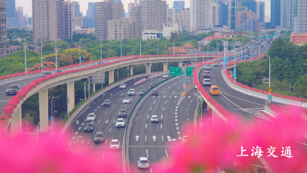 申城高架变身红色花海!四万余盆“三角梅”正进入最佳观赏期 申城高架变身红色花海!四万余盆“三角梅”正进入最佳观赏期