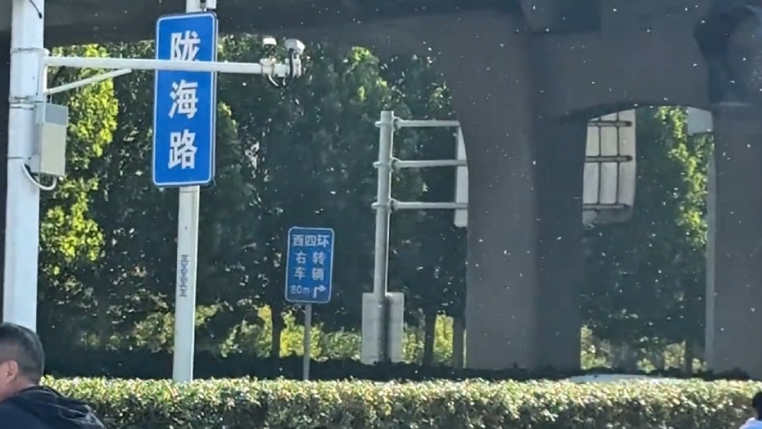 郑州市区现密密麻麻的小白虫满天飞！当地园林部门回应：对人体无危害