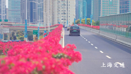 申城高架变身红色花海!四万余盆“三角梅”正进入最佳观赏期 申城高架变身红色花海!四万余盆“三角梅”正进入最佳观赏期