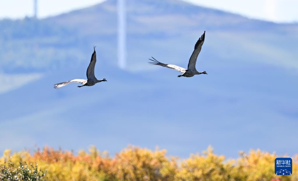 图片故事丨额尔古纳湿地的追鸟人 图片故事丨额尔古纳湿地的追鸟人