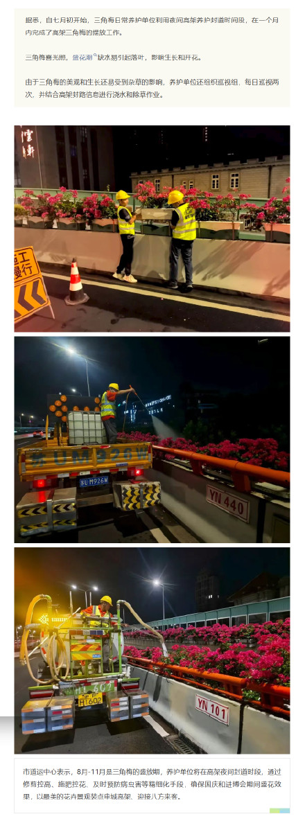 申城高架变身红色花海!四万余盆“三角梅”正进入最佳观赏期 申城高架变身红色花海!四万余盆“三角梅”正进入最佳观赏期