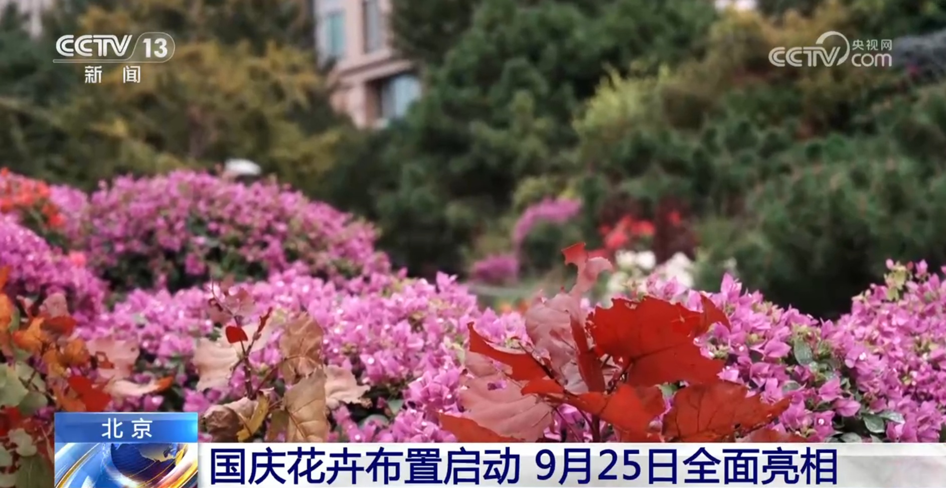 45万盆、超7000平方米 首都国庆花卉布置25日起全面亮相