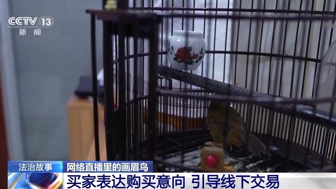 深夜直播竟暗藏非法交易 男子售卖画眉鸟被刑拘