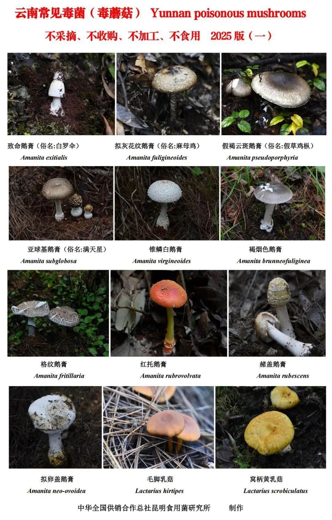 网红菌菇被开除“毒籍”,搜索量一下上涨!专家紧急提醒 网红菌菇被开除“毒籍”,搜索量一下上涨!专家紧急提醒