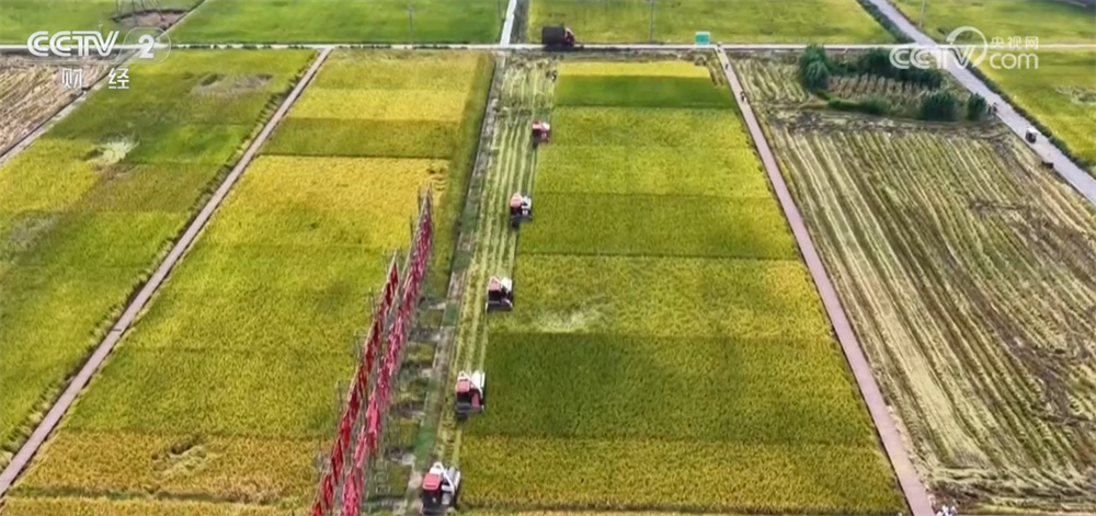 “新”潮澎湃勾勒“科技秋收图” 良种、良技、良机奏响“秋粮丰收曲”