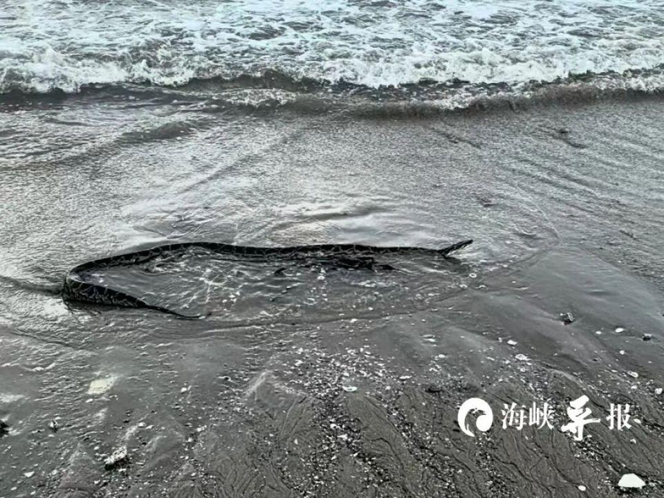 厦门一沙滩惊现近2米长大黑蛇！专家：应是未成年的蟒蛇