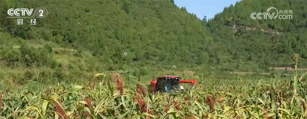 “新”潮澎湃勾勒“科技秋收图” 良种、良技、良机奏响“秋粮丰收曲”