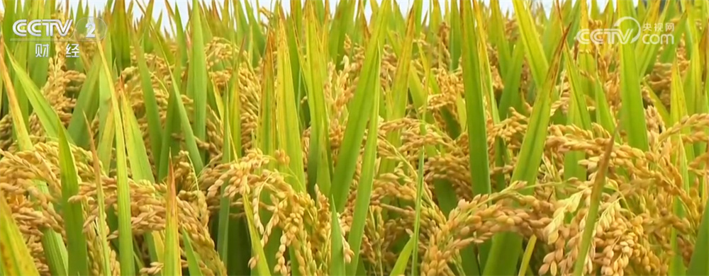 “新”潮澎湃勾勒“科技秋收图” 良种、良技、良机奏响“秋粮丰收曲”