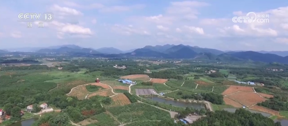 时令蔬果丰富居民“菜篮子” "小果子"撑起乡村振兴"大产业"