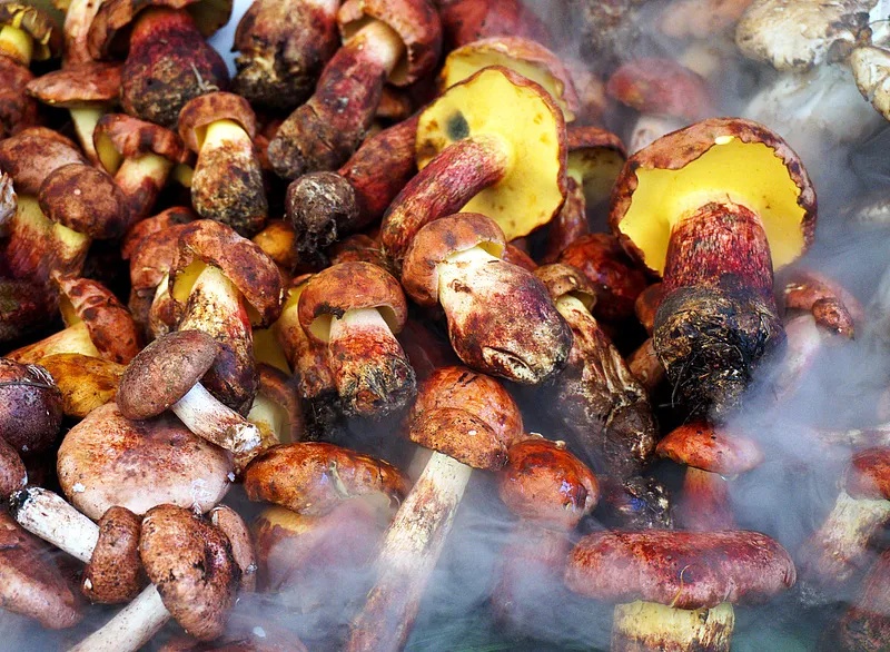 网红菌菇被开除“毒籍”,搜索量一下上涨!专家紧急提醒 网红菌菇被开除“毒籍”,搜索量一下上涨!专家紧急提醒