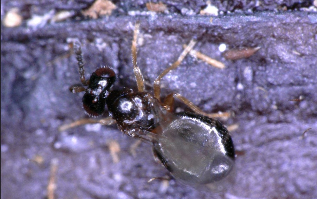 请不要动!路边树上的这种“蚕茧”有大用 请不要动!路边树上的这种“蚕茧”有大用