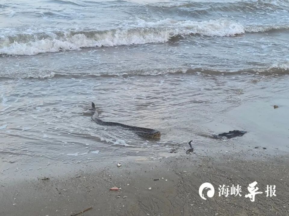 厦门一沙滩惊现近2米长大黑蛇！专家：应是未成年的蟒蛇