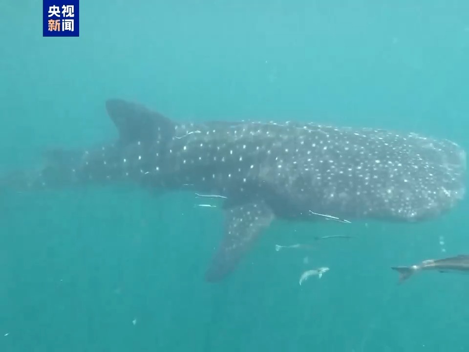 “鲸”喜现身 最大鱼类鲸鲨现身海南文昌海域