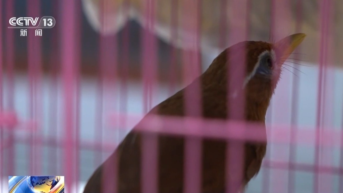 深夜直播竟暗藏非法交易 男子售卖画眉鸟被刑拘