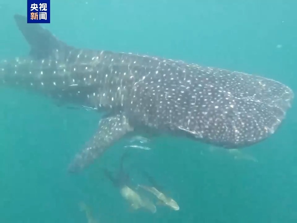 “鲸”喜现身 最大鱼类鲸鲨现身海南文昌海域