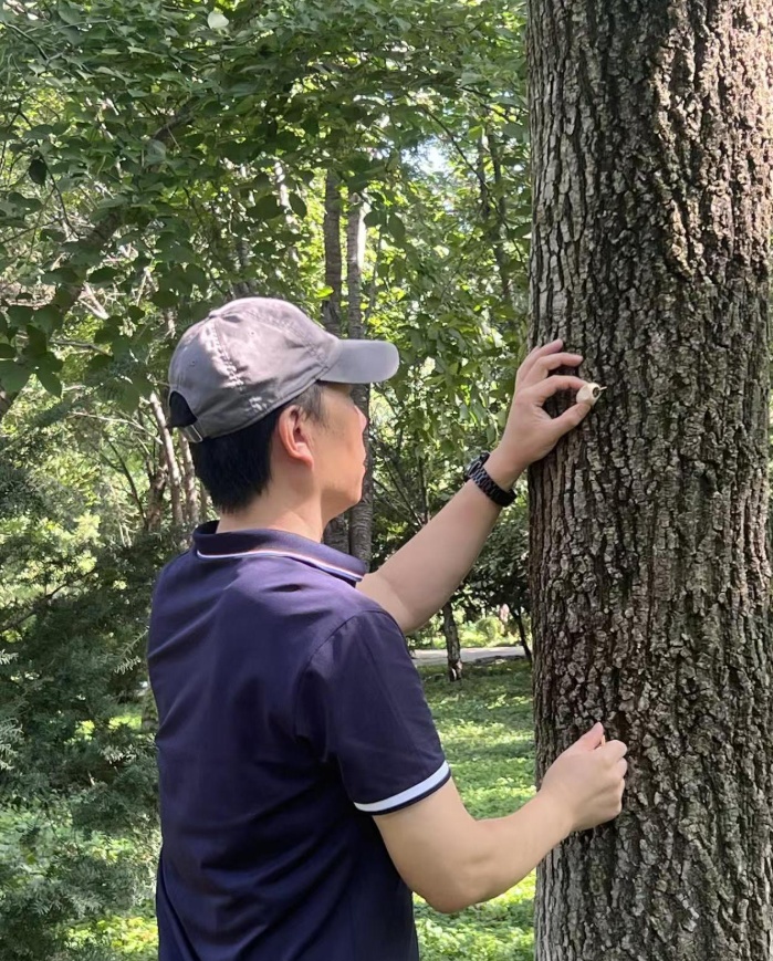 请不要动!路边树上的这种“蚕茧”有大用 请不要动!路边树上的这种“蚕茧”有大用