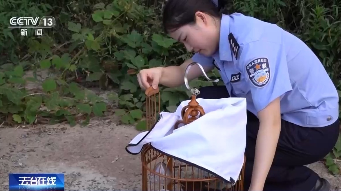 深夜直播竟暗藏非法交易 男子售卖画眉鸟被刑拘
