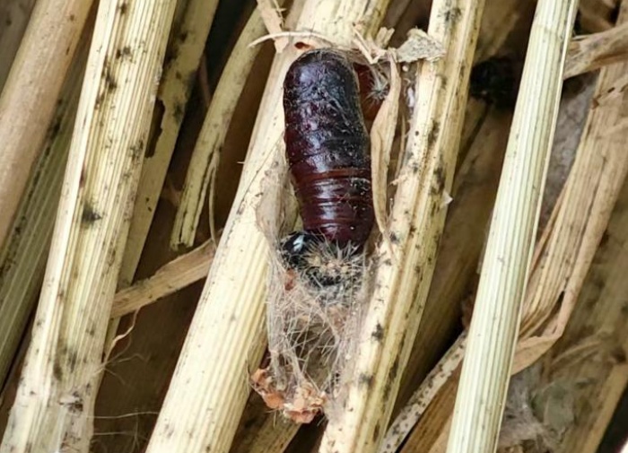 请不要动!路边树上的这种“蚕茧”有大用 请不要动!路边树上的这种“蚕茧”有大用