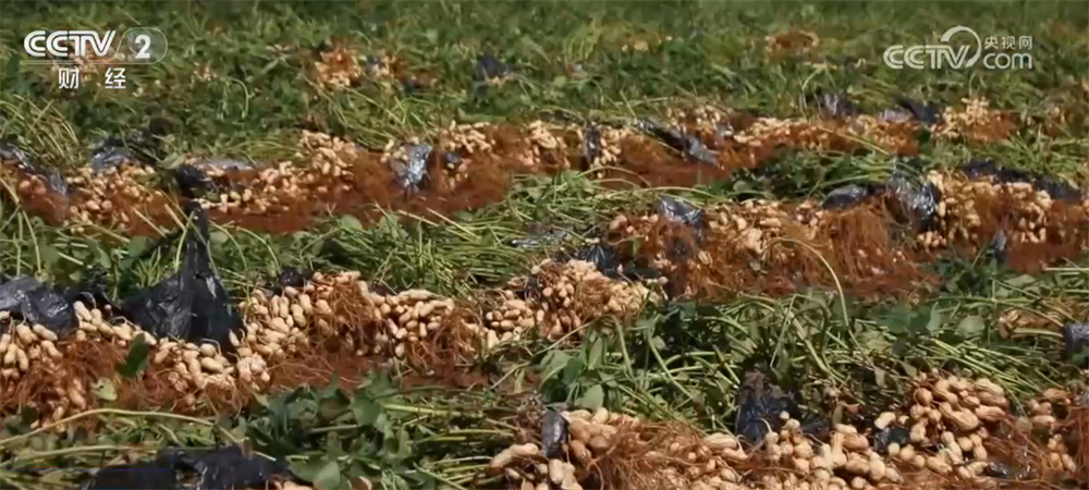 “新”潮澎湃勾勒“科技秋收图” 良种、良技、良机奏响“秋粮丰收曲”