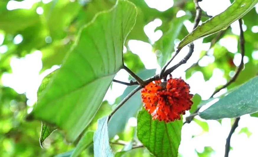 汁多味甜！专家：鸟儿们的“最爱”来了