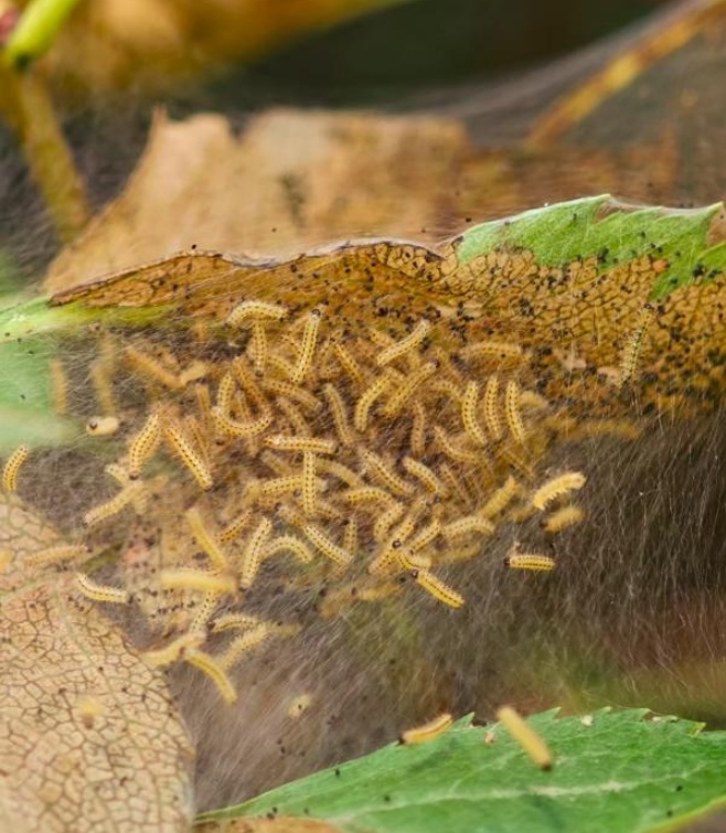 请不要动!路边树上的这种“蚕茧”有大用 请不要动!路边树上的这种“蚕茧”有大用