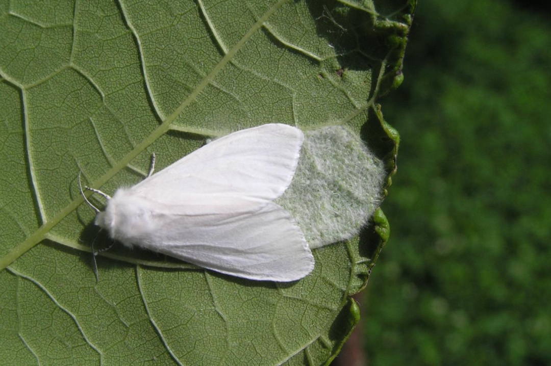 请不要动!路边树上的这种“蚕茧”有大用 请不要动!路边树上的这种“蚕茧”有大用