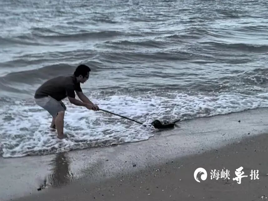 厦门一沙滩惊现近2米长大黑蛇！专家：应是未成年的蟒蛇