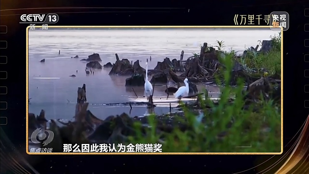 焦点访谈丨73%的参评作品来自海外 “金熊猫”如何让世界“美美与共”？