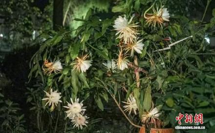 见者好运！三十几朵昙花同时绽放