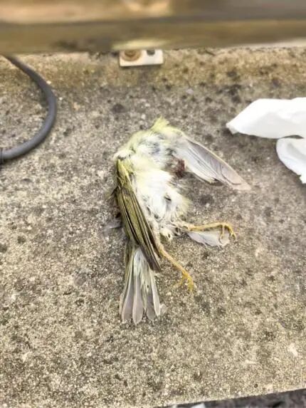 暖心后续！南京“小鸟撞墙死亡”高发地穿上了“防撞衣”