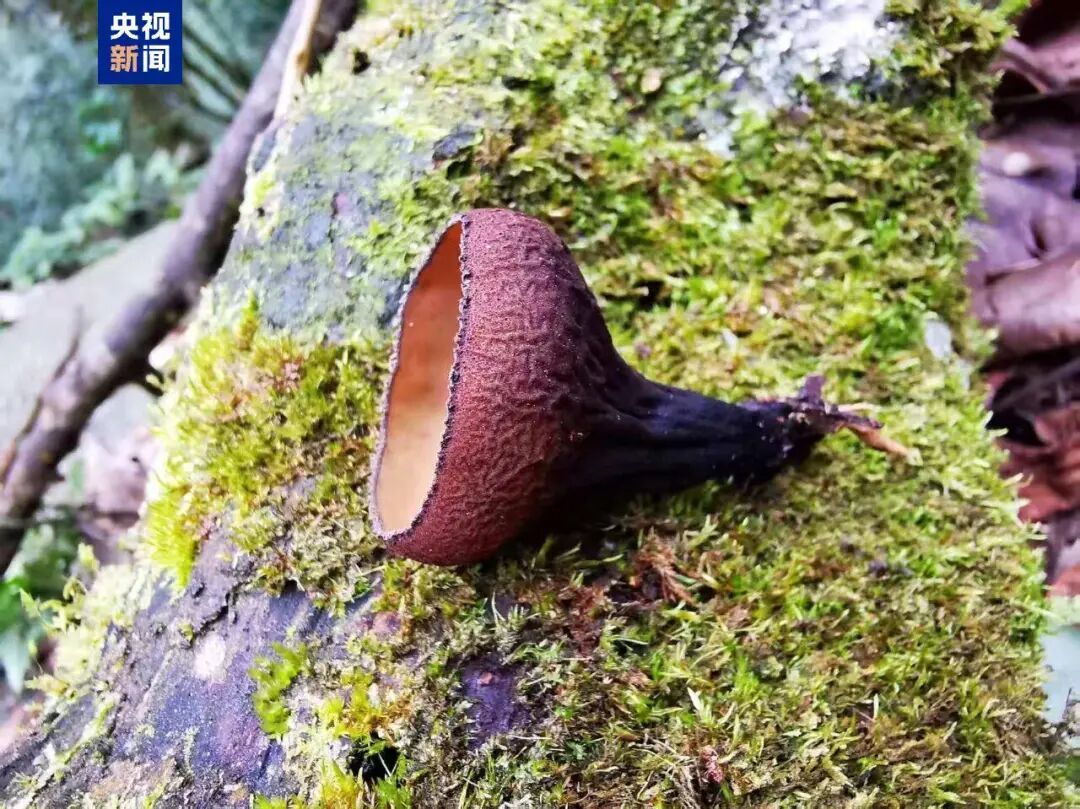 广西发现真菌新种！