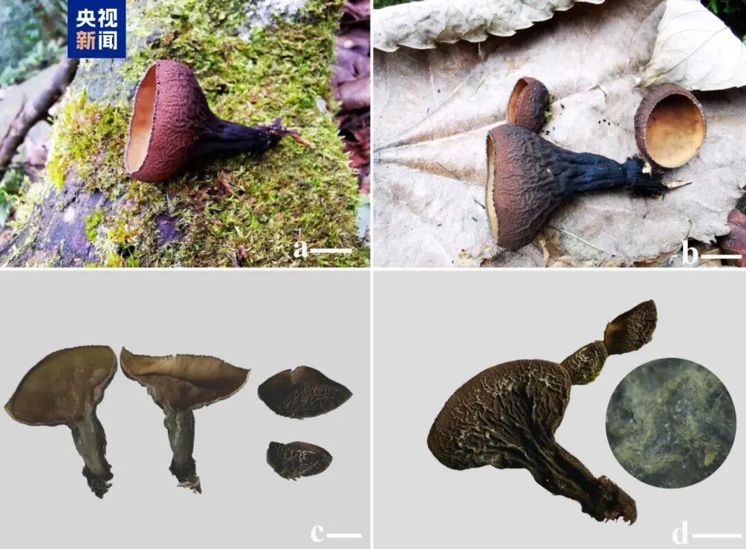 广西发现真菌新种！